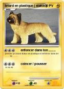 briard en