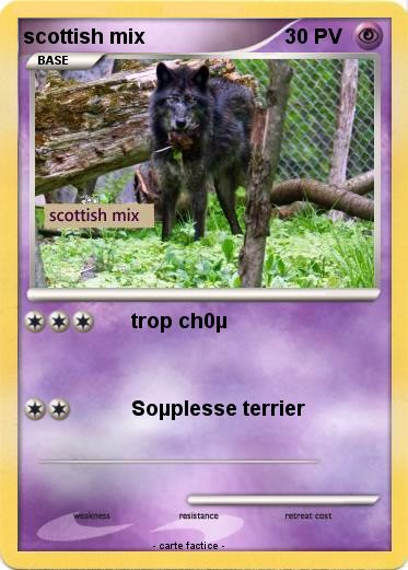 Pokemon scottish mix