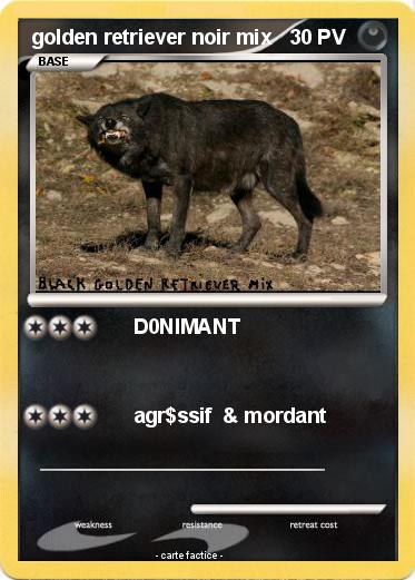 Pokemon golden retriever noir mix
