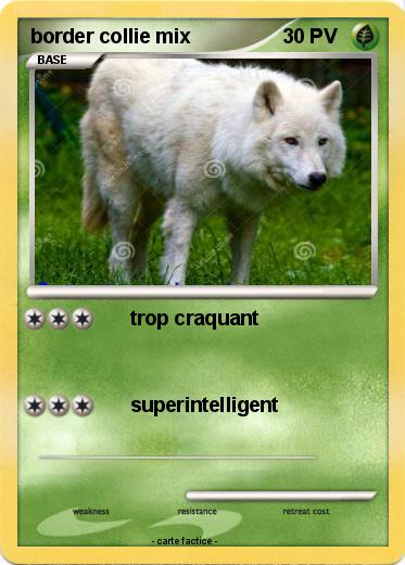 Pokemon border collie mix
