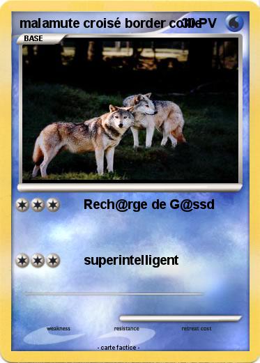 Pokemon malamute croisé border collie