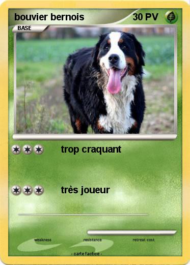 Pokemon bouvier bernois