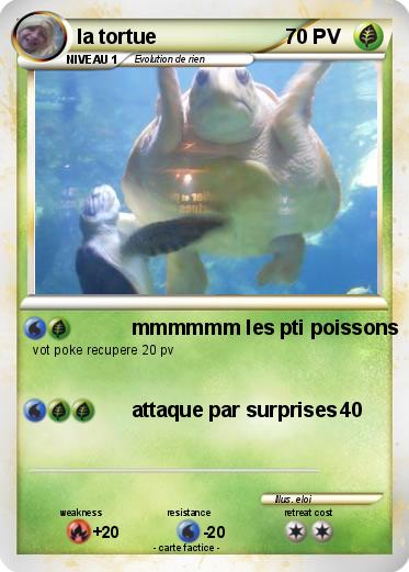 Pokemon la tortue