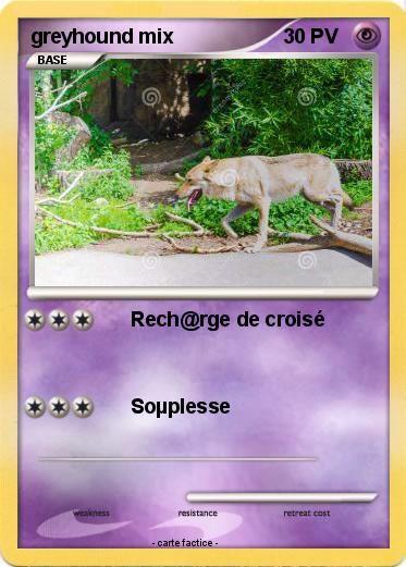 Pokemon greyhound mix