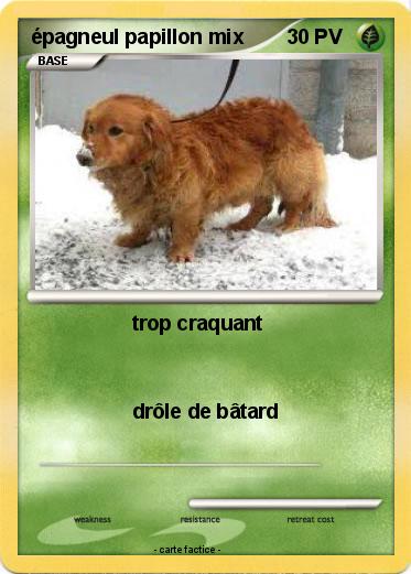 Pokemon épagneul papillon mix