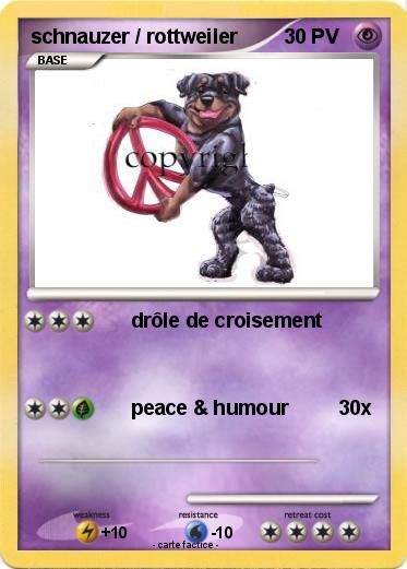 Pokemon schnauzer / rottweiler
