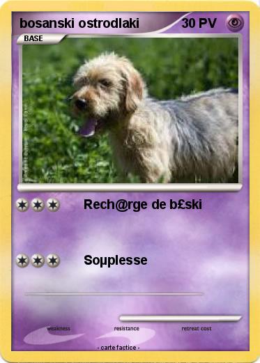 Pokemon bosanski ostrodlaki