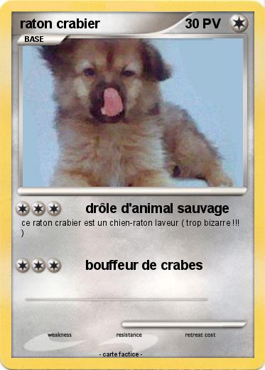 Pokemon raton crabier