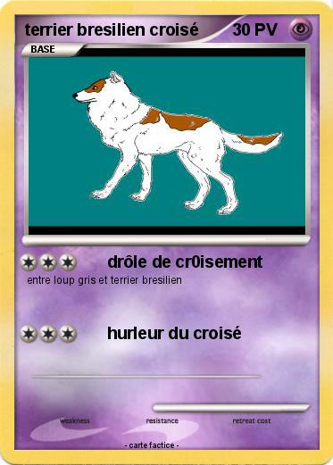 Pokemon terrier bresilien croisé