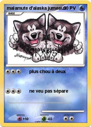 Pokemon malamute d'alaska jumeaux
