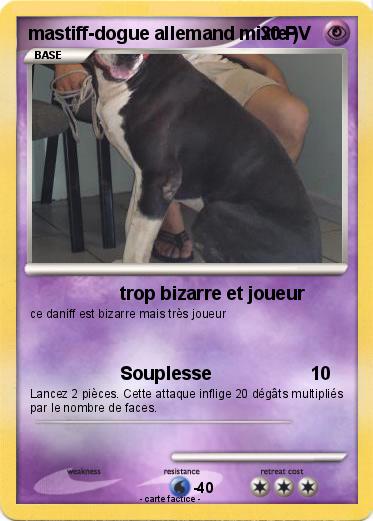 Pokemon mastiff-dogue allemand mixte )