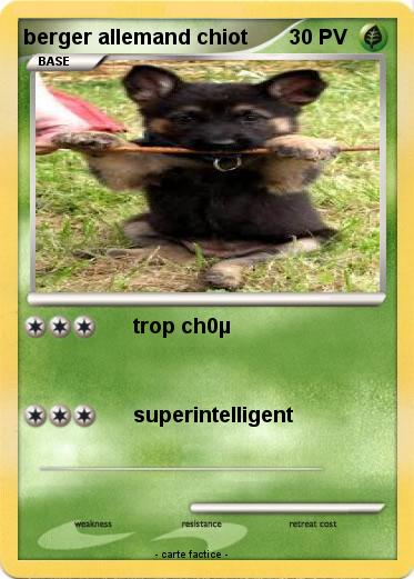 Pokemon berger allemand chiot