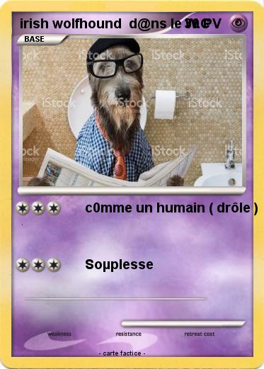 Pokemon irish wolfhound  d@ns le W.C