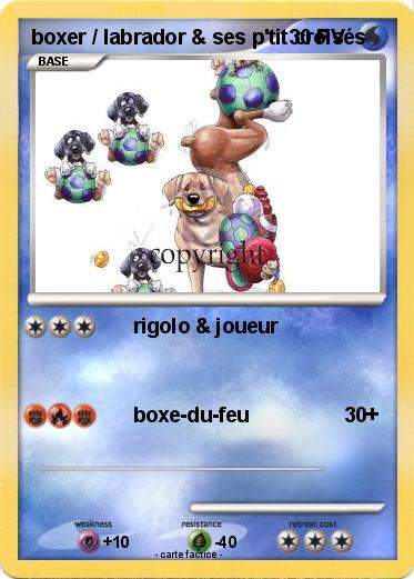 Pokemon boxer / labrador & ses p'tit croisés
