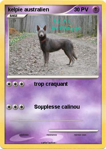 Pokemon kelpie australien