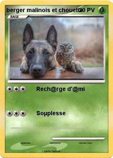 Pokemon berger malinois et chouette