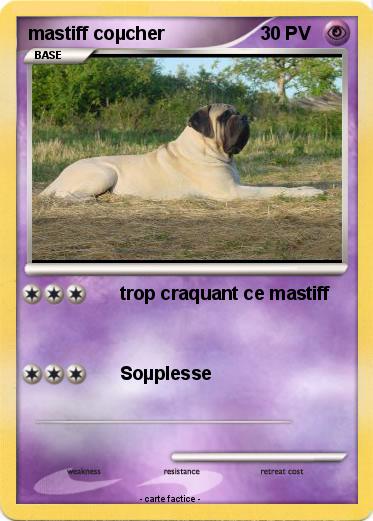 Pokemon mastiff coµcher