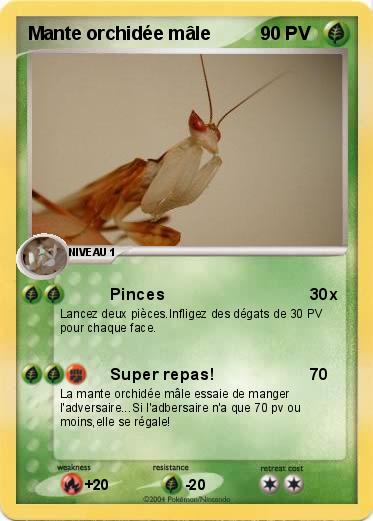 Pokemon Mante orchidée mâle