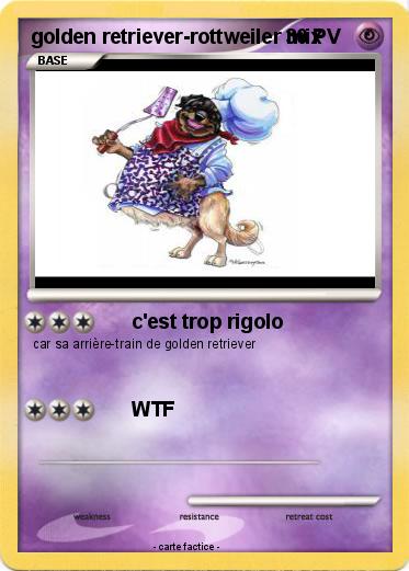 Pokemon golden retriever-rottweiler mix