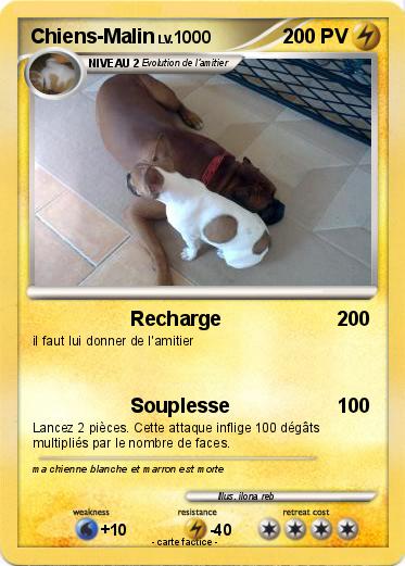 Pokemon Chiens-Malin