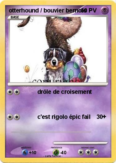 Pokemon otterhound / bouvier bernois