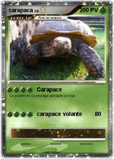 Pokemon carapaca
