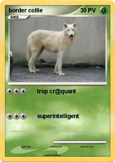 Pokemon border collie