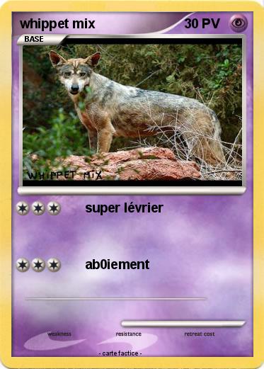 Pokemon whippet mix