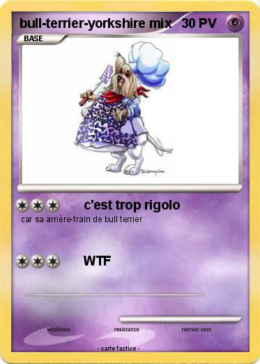 Pokemon bull-terrier-yorkshire mix