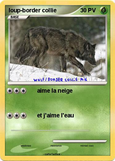 Pokemon loup-border collie