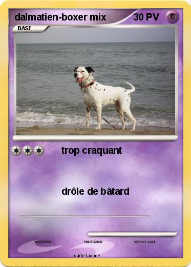 Pokemon dalmatien-boxer mix