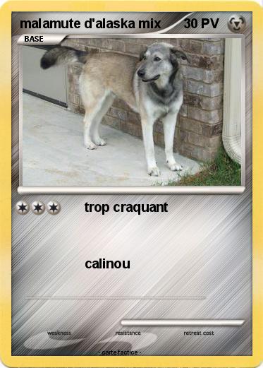 Pokemon malamute d'alaska mix