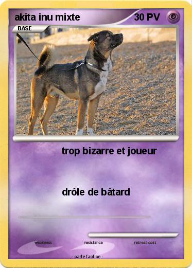Pokemon akita inu mixte