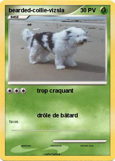 Pokemon bearded-collie-vizsla