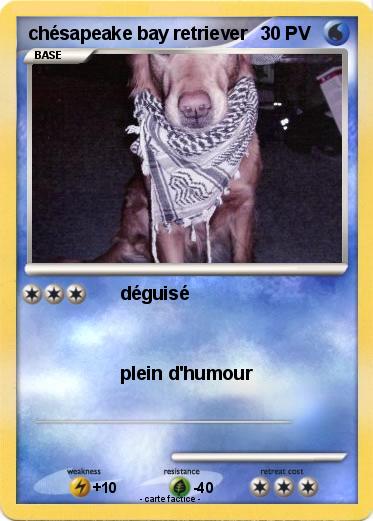 Pokemon chésapeake bay retriever