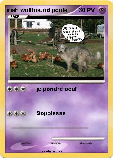 Pokemon irish wolfhound poule