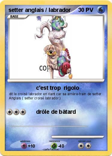 Pokemon setter anglais / labrador