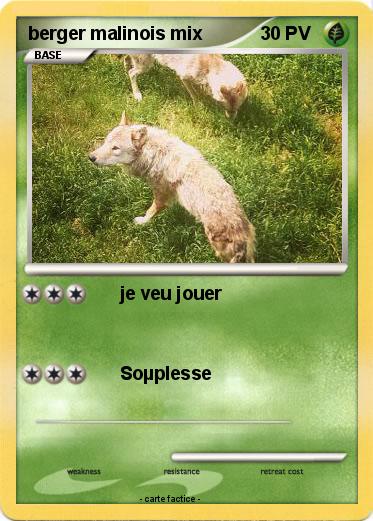 Pokemon berger malinois mix