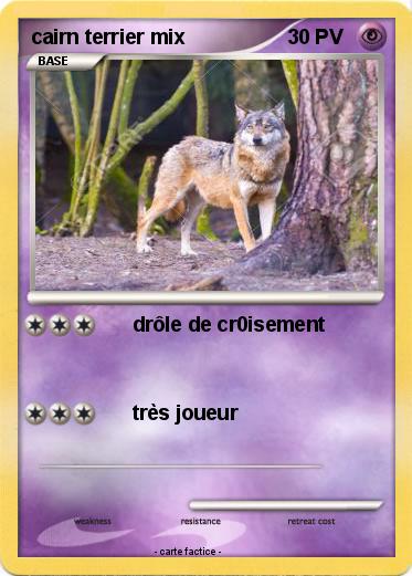 Pokemon cairn terrier mix