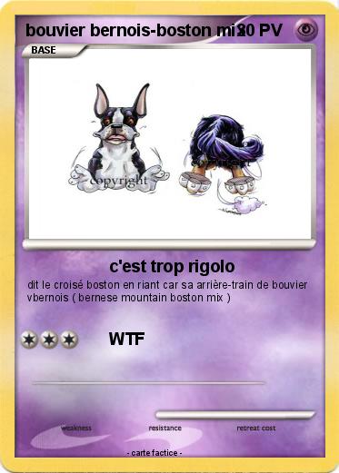 Pokemon bouvier bernois-boston mix