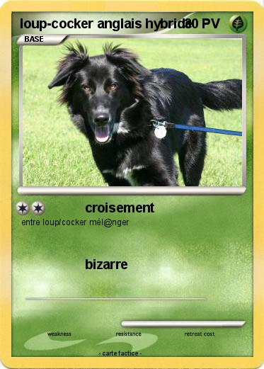 Pokemon loup-cocker anglais hybride