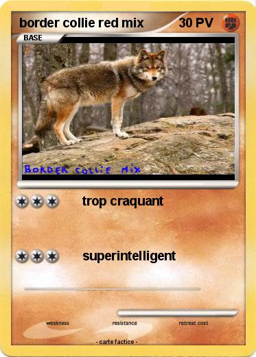 Pokemon border collie red mix