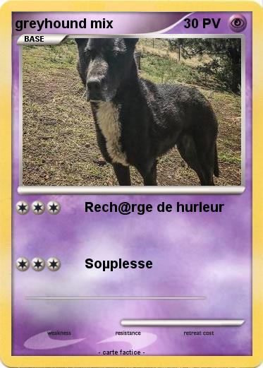 Pokemon greyhound mix