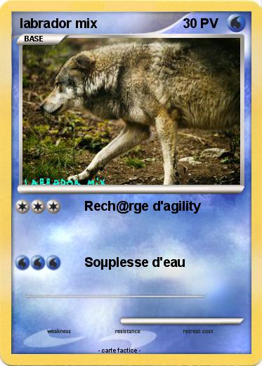 Pokemon labrador mix