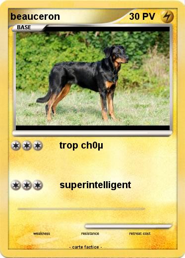 Pokemon beauceron