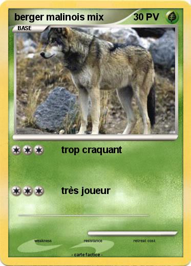 Pokemon berger malinois mix