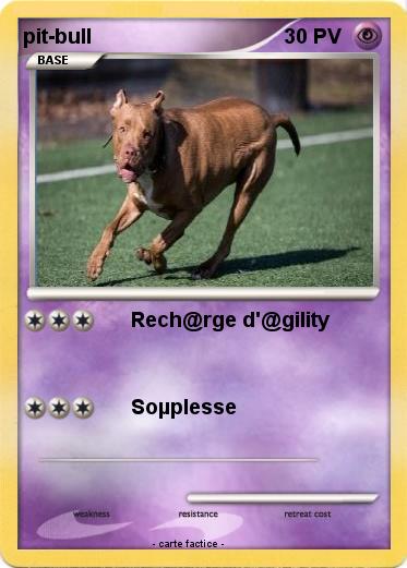 Pokemon pit-bull