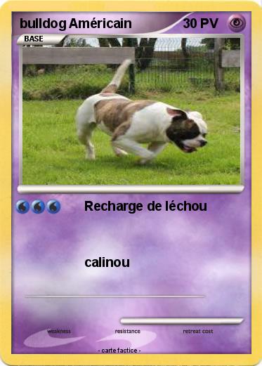 Pokemon bulldog Américain