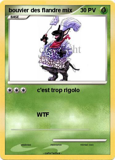 Pokemon bouvier des flandre mix