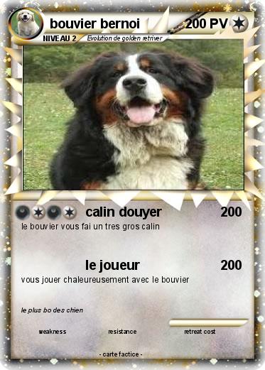 Pokemon bouvier bernoi